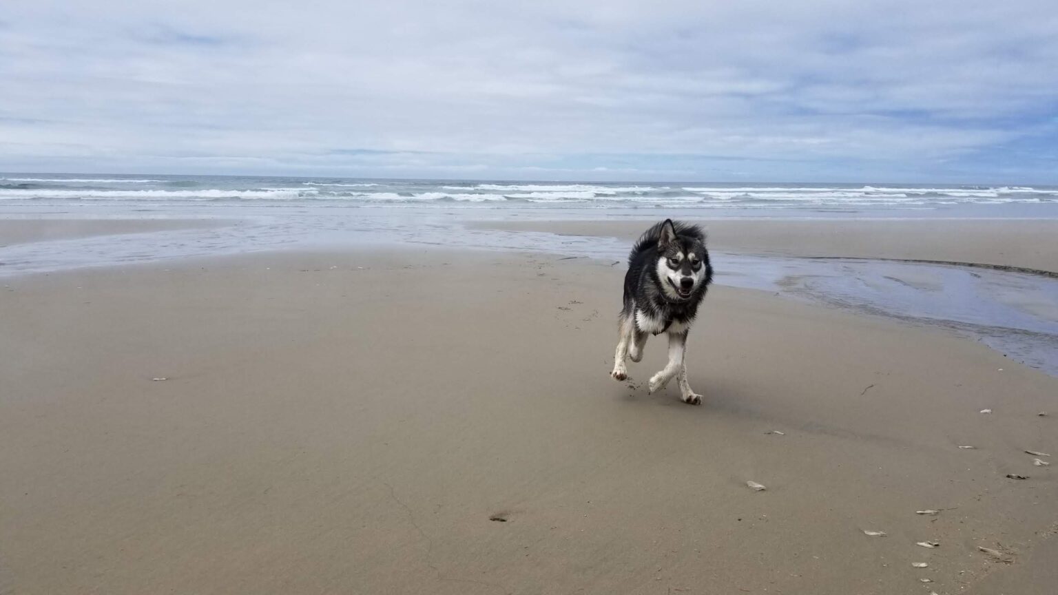 Alaskan malamute on the beach