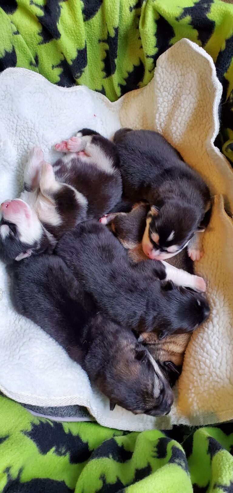 Basket of Puppies, newborn