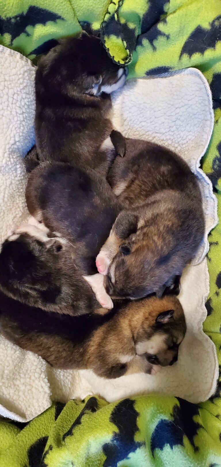 Basket of Puppies, 1 week