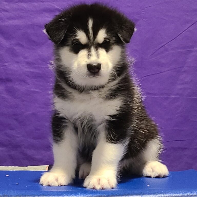 Frost at 5 weeks